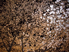 夜桜