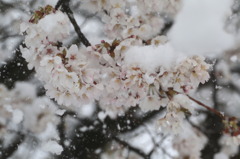 春なのに