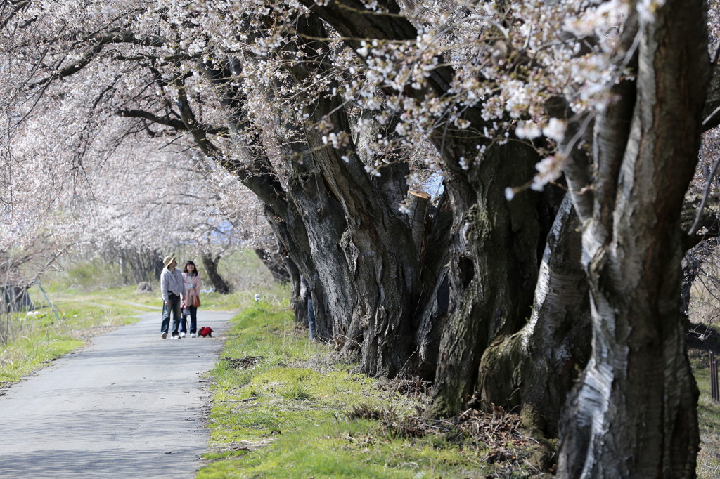桜色
