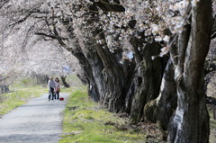 桜色