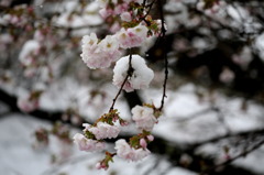 雪の朝