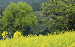 春おそい高原の湖