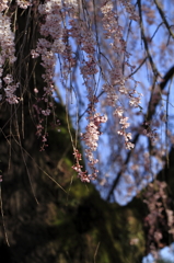春の彩光