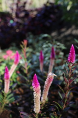 水戸市植物公園にて1