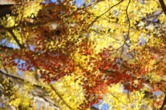 佐白山ろく公園にて2