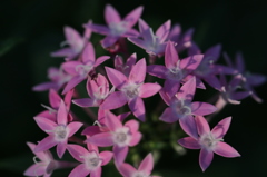 水戸市植物公園にて6
