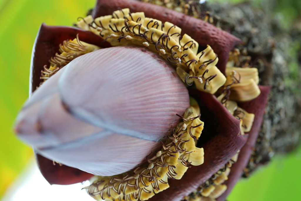 水戸市植物公園にて8