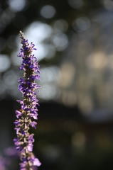 水戸市植物公園にて5