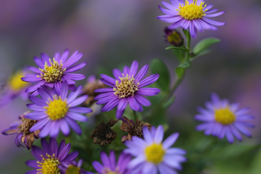 水戸市植物公園にて11