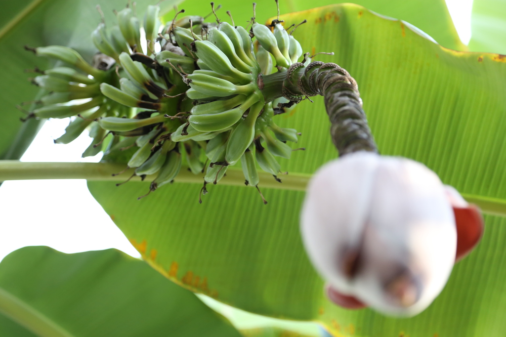 水戸市植物公園にて4
