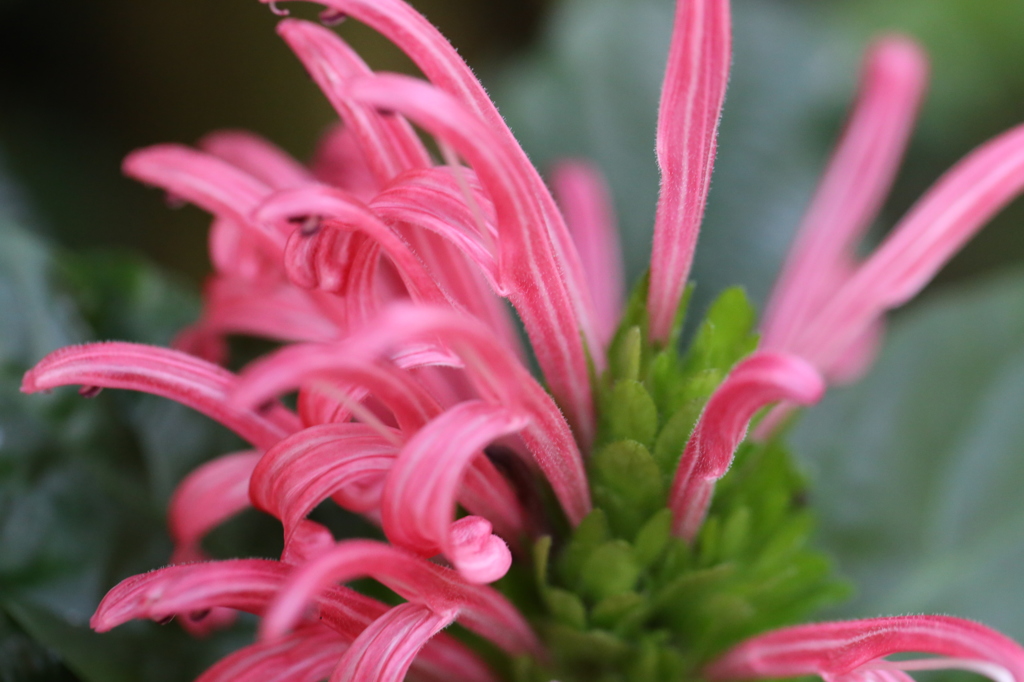 水戸市植物公園にて7