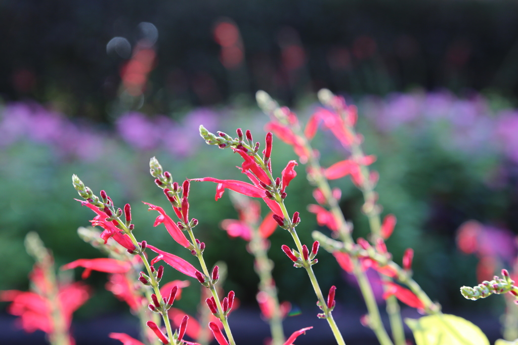 水戸市植物公園にて2