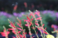 水戸市植物公園にて2