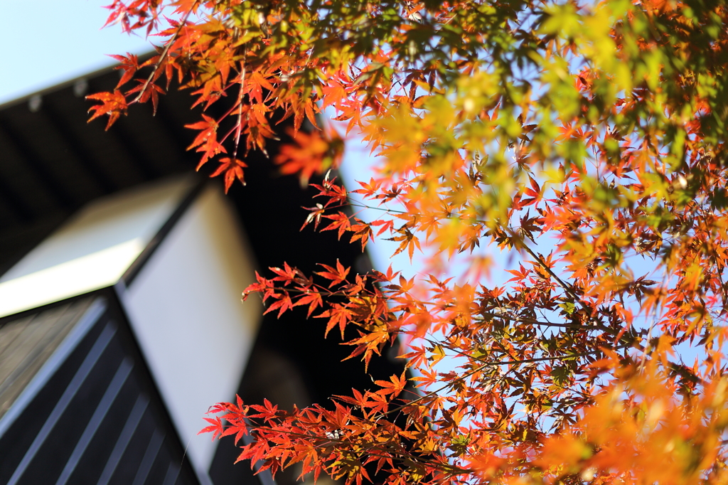 佐白山ろく公園にて4