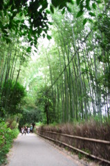竹林。