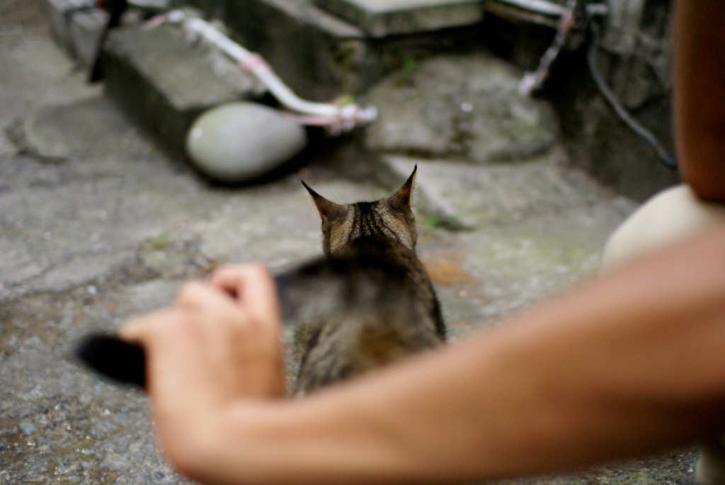 江ノ島猫