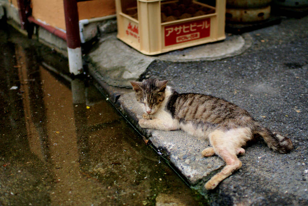 江ノ島猫