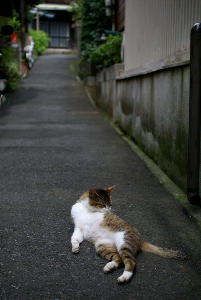 江ノ島猫