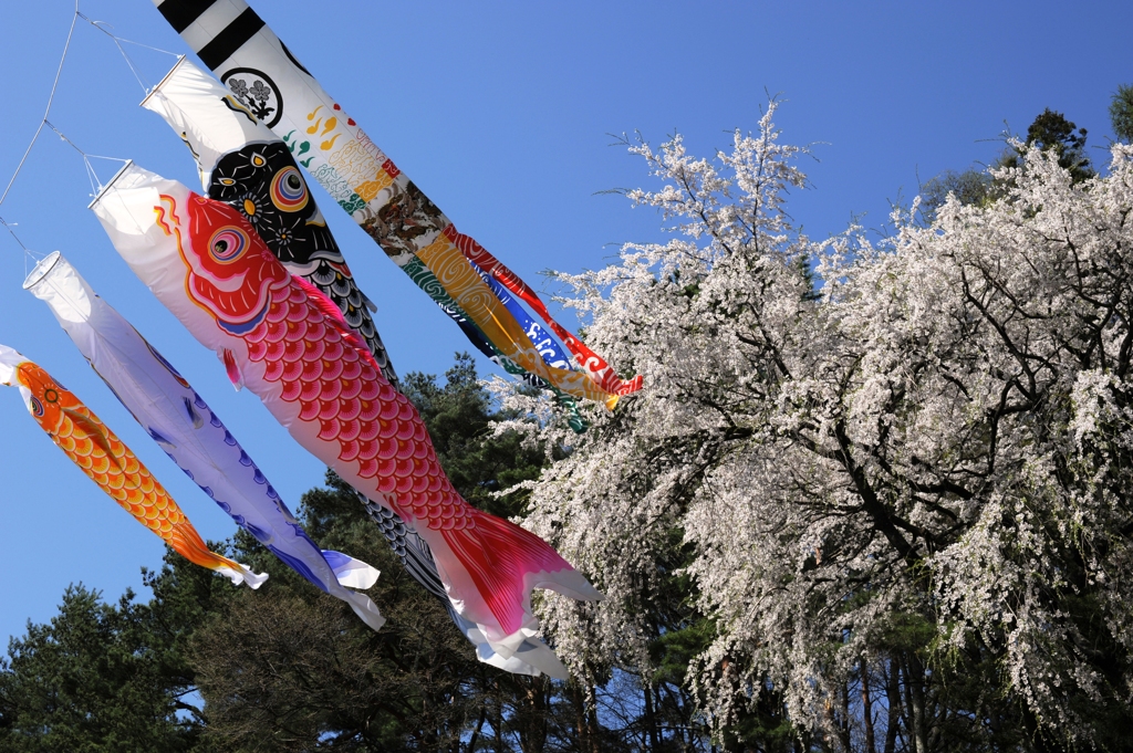 桜昇る鯉