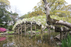 池とふじ