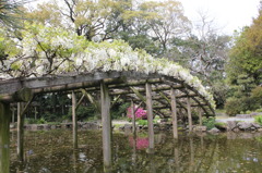 天赦園の登りフジ