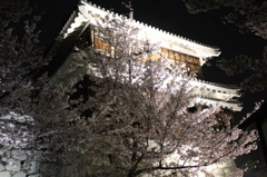 夜桜