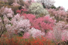 花見山の春
