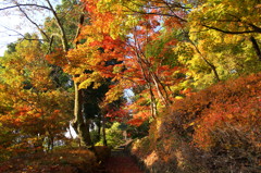 船岡公園　紅葉