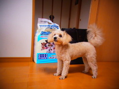 トイカメラ