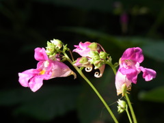 山の花