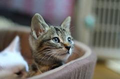 子猫