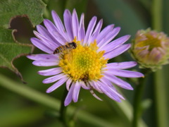 ハチと花