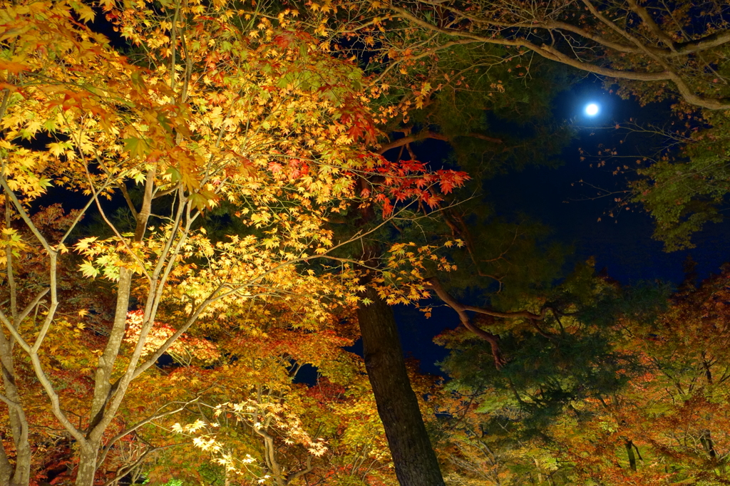 京紅葉2015＿宝厳院08