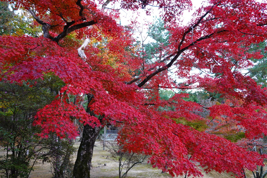 京紅葉2018＿仁和寺03