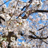 哲学の道のさくら＿Ⅱ
