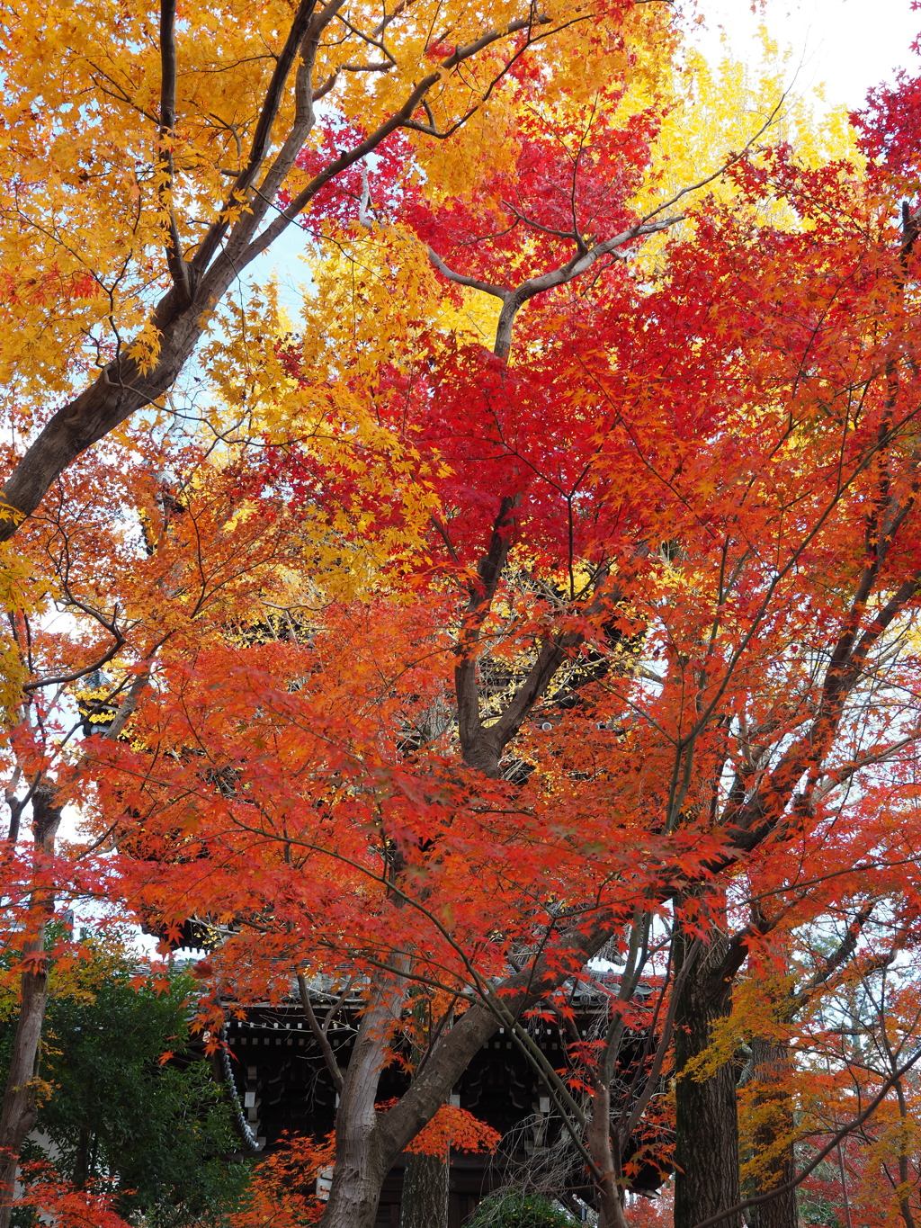 京紅葉2024＿真如堂06　隠す　