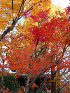 京紅葉2024＿真如堂06　隠す　