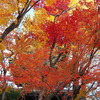 京紅葉2024＿真如堂06　隠す　