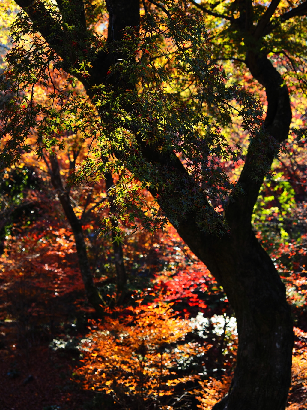 京紅葉2025＿嵐山・宝筐院06　まだ青い