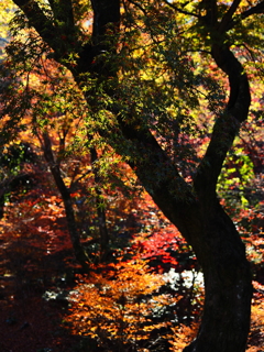 京紅葉2025＿嵐山・宝筐院06　まだ青い