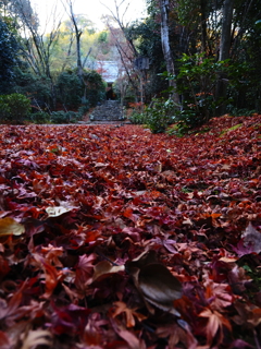 京紅葉2025＿洛西・浄住寺03　なごりの参道Ⅰ