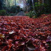京紅葉2025＿洛西・浄住寺03　なごりの参道Ⅰ