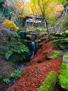 京紅葉2024＿大原・古知谷 阿弥陀寺07