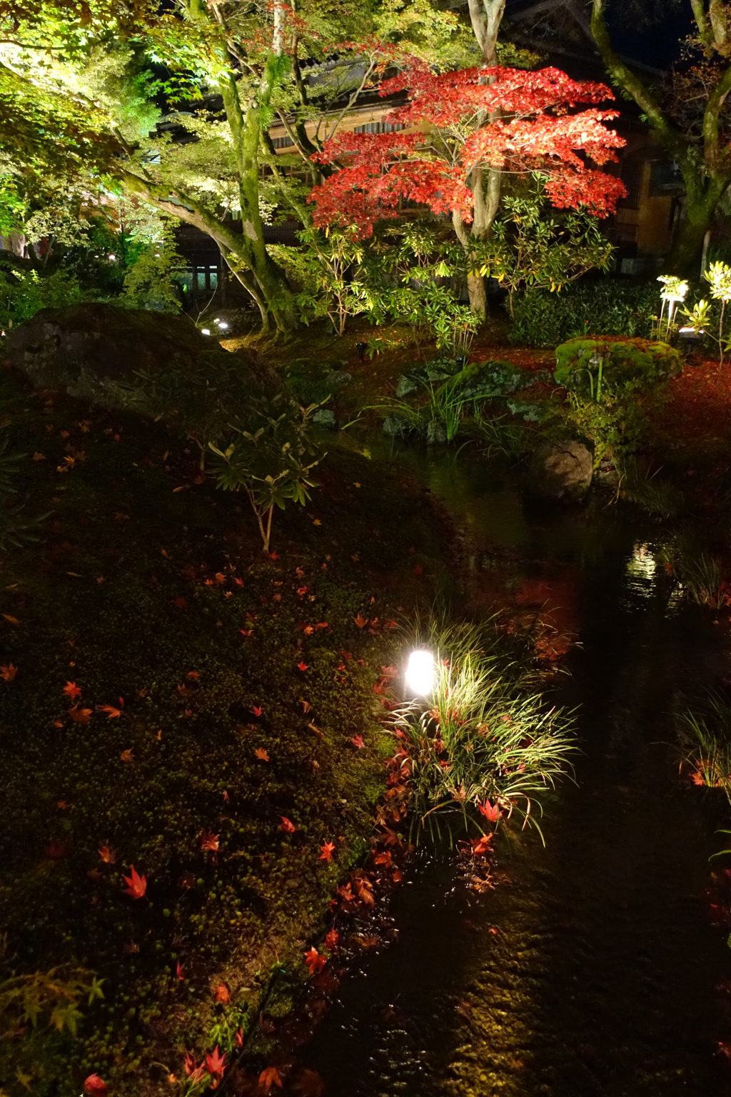 京紅葉2015＿宝厳院12