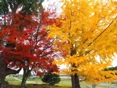 紅葉と黄葉