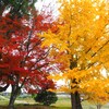 紅葉と黄葉