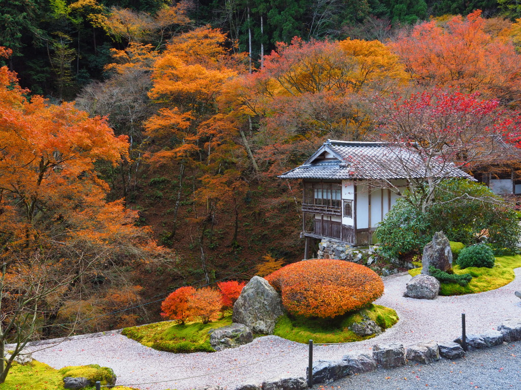 京紅葉2024＿大原・古知谷 阿弥陀寺03