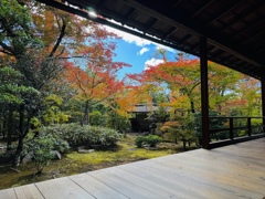 京紅葉2024＿大法院01