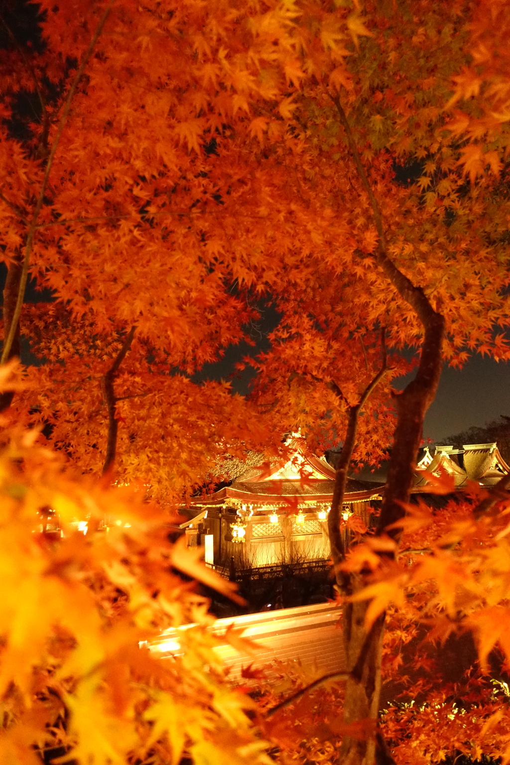 京紅葉2016　北野天満宮もみじ苑_07