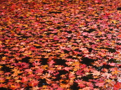 京紅葉2024＿栄摂院06　浮かぶ
